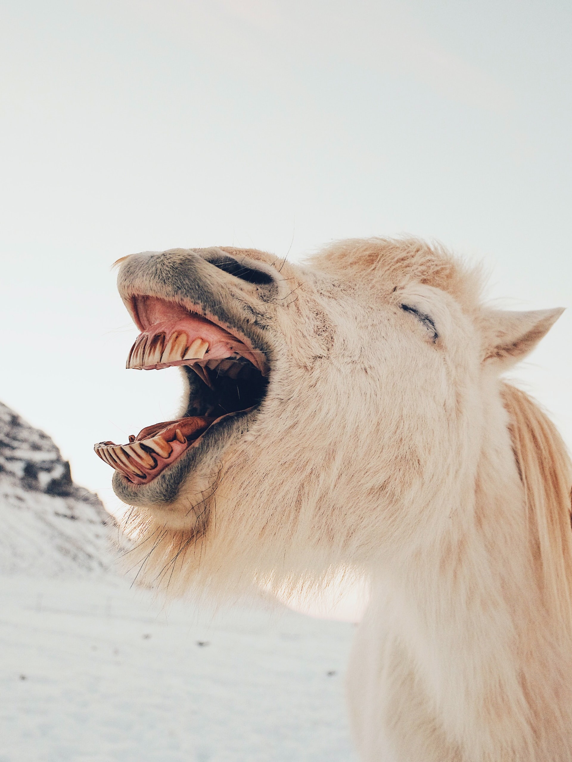 Icelandic horse in Iceland