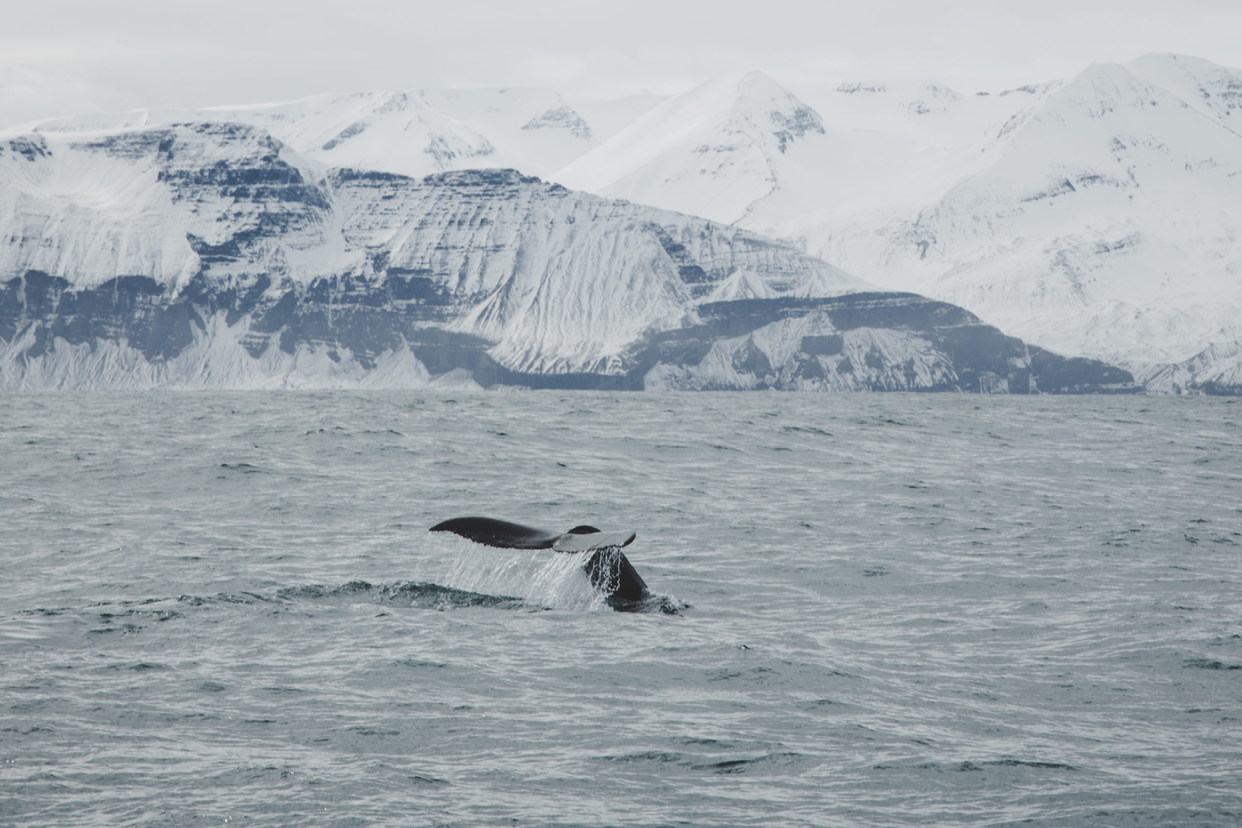 Whale watching Iceland