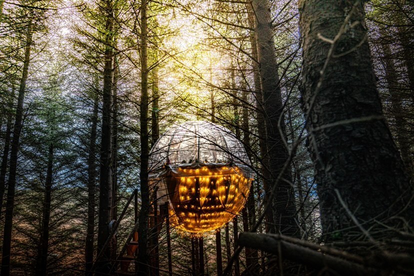 A hanging bubble surrounded by trees in Iceland