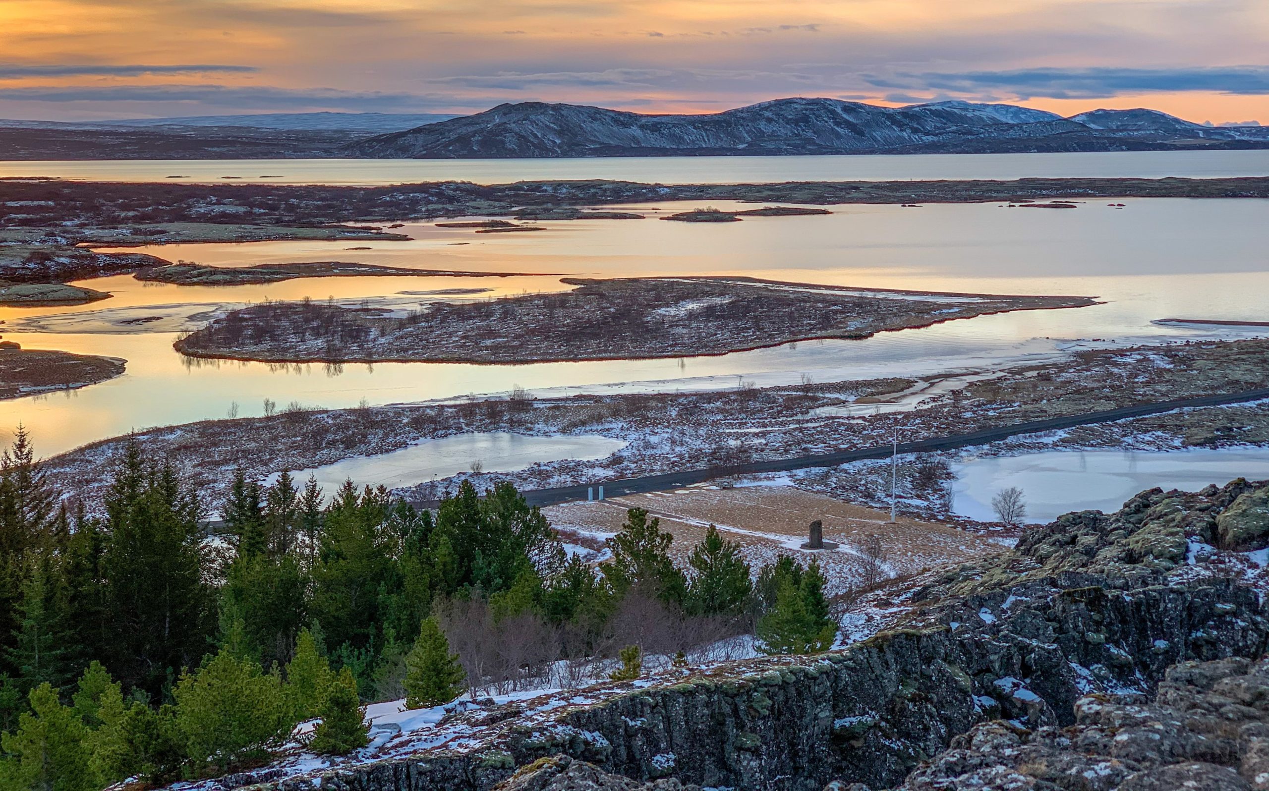 Trees at Thingvellir National Park