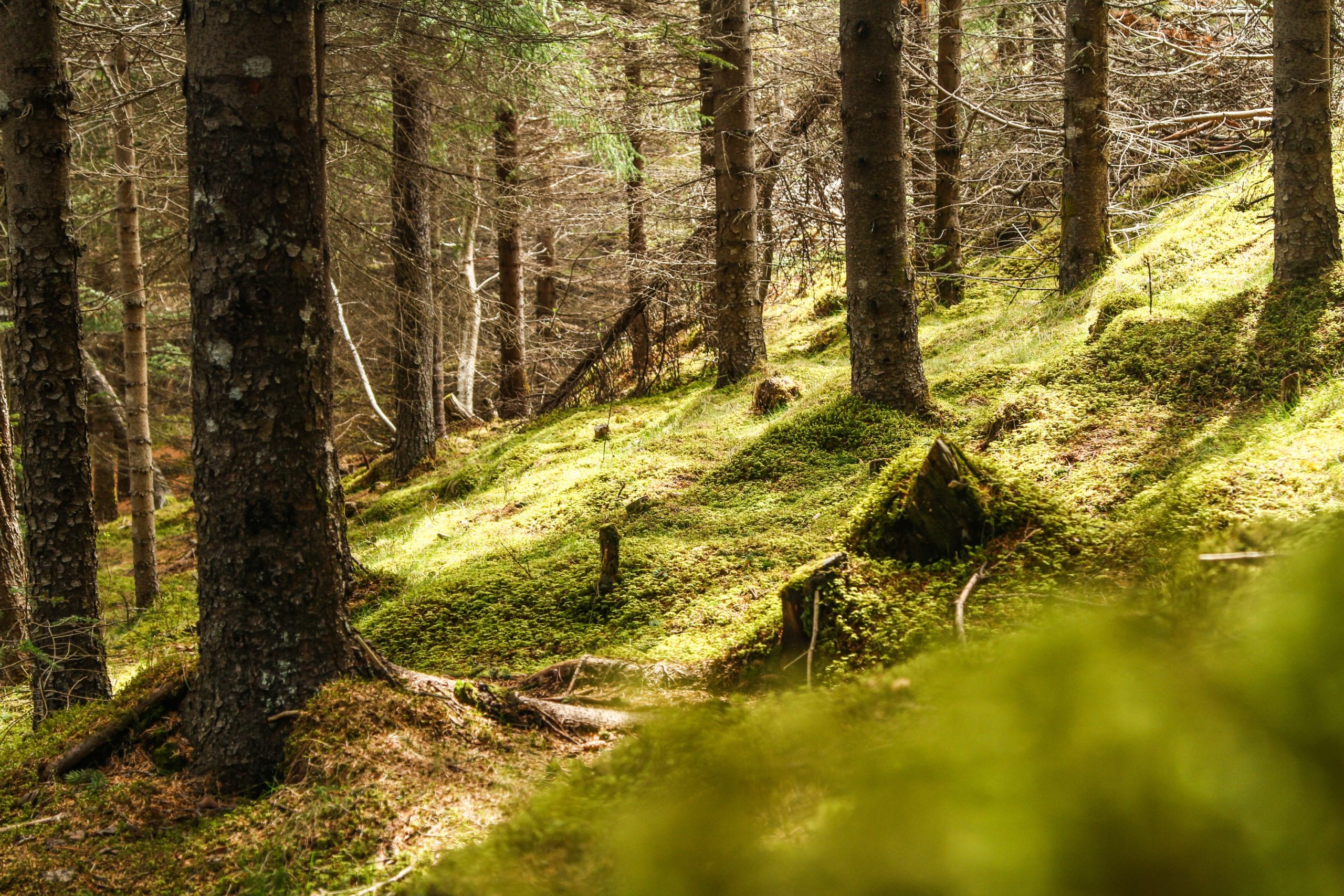 Deep in the forest in Iceland