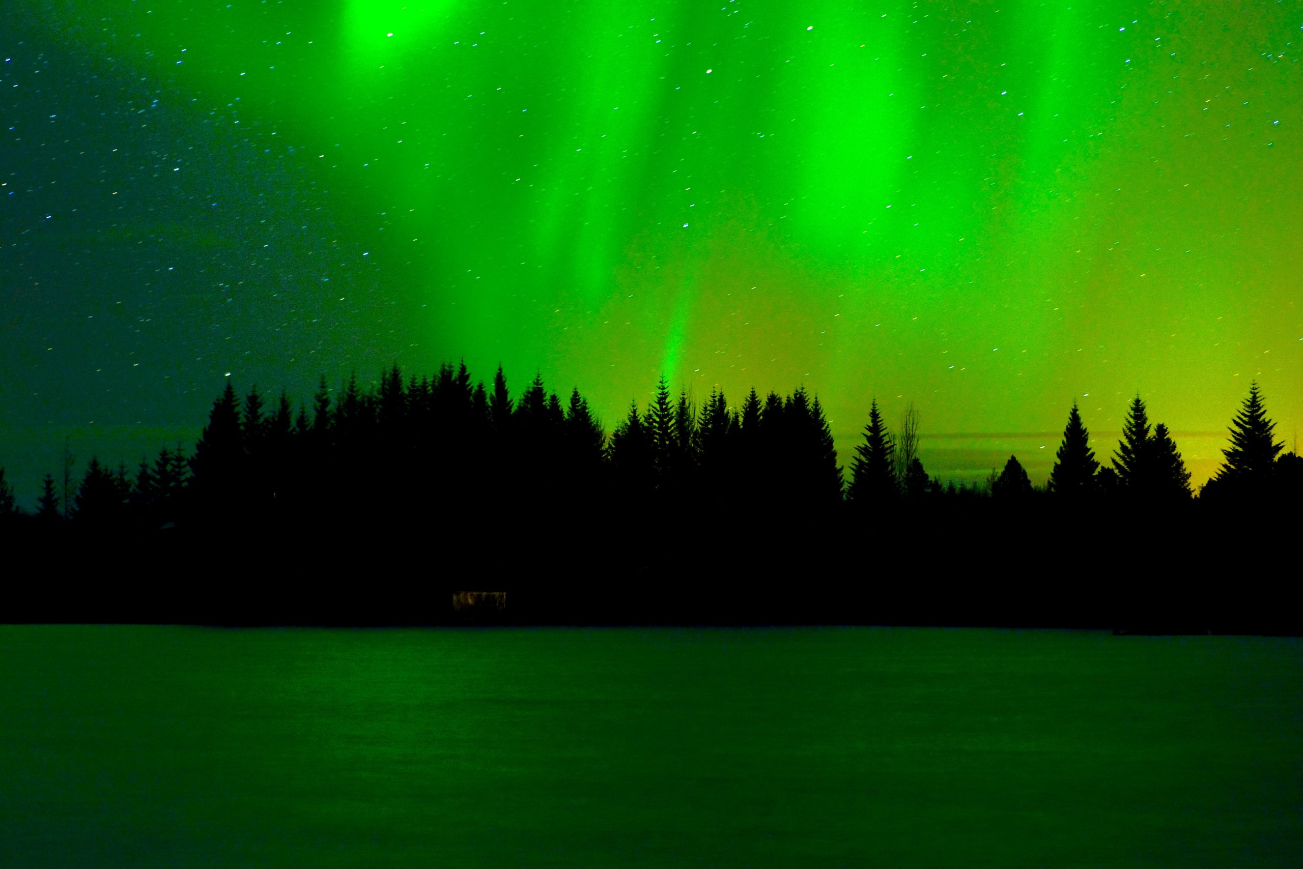 Northern Lights dance over a treeline in Iceland