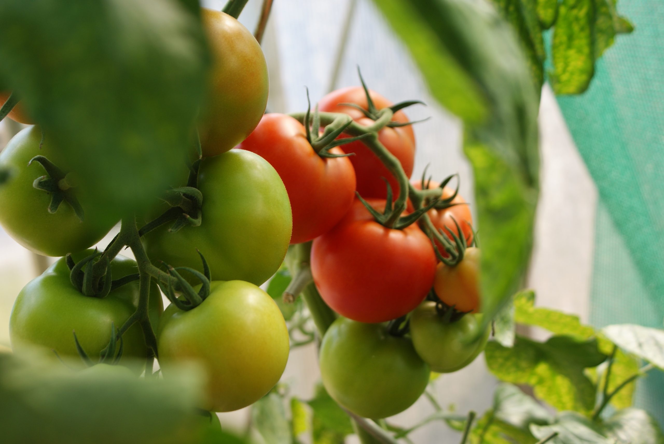 Friðheimar Tomato Farm