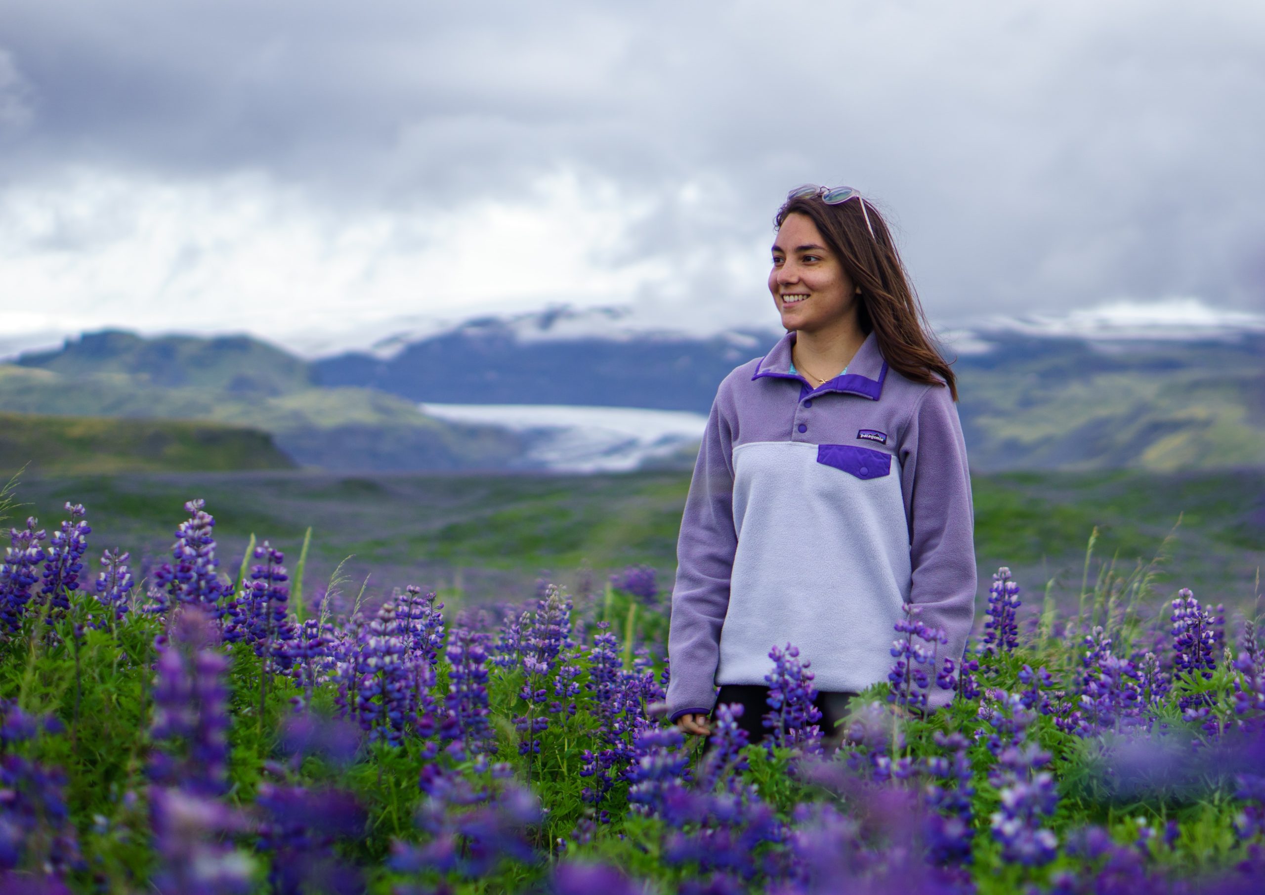 Lupin flowers in Iceland