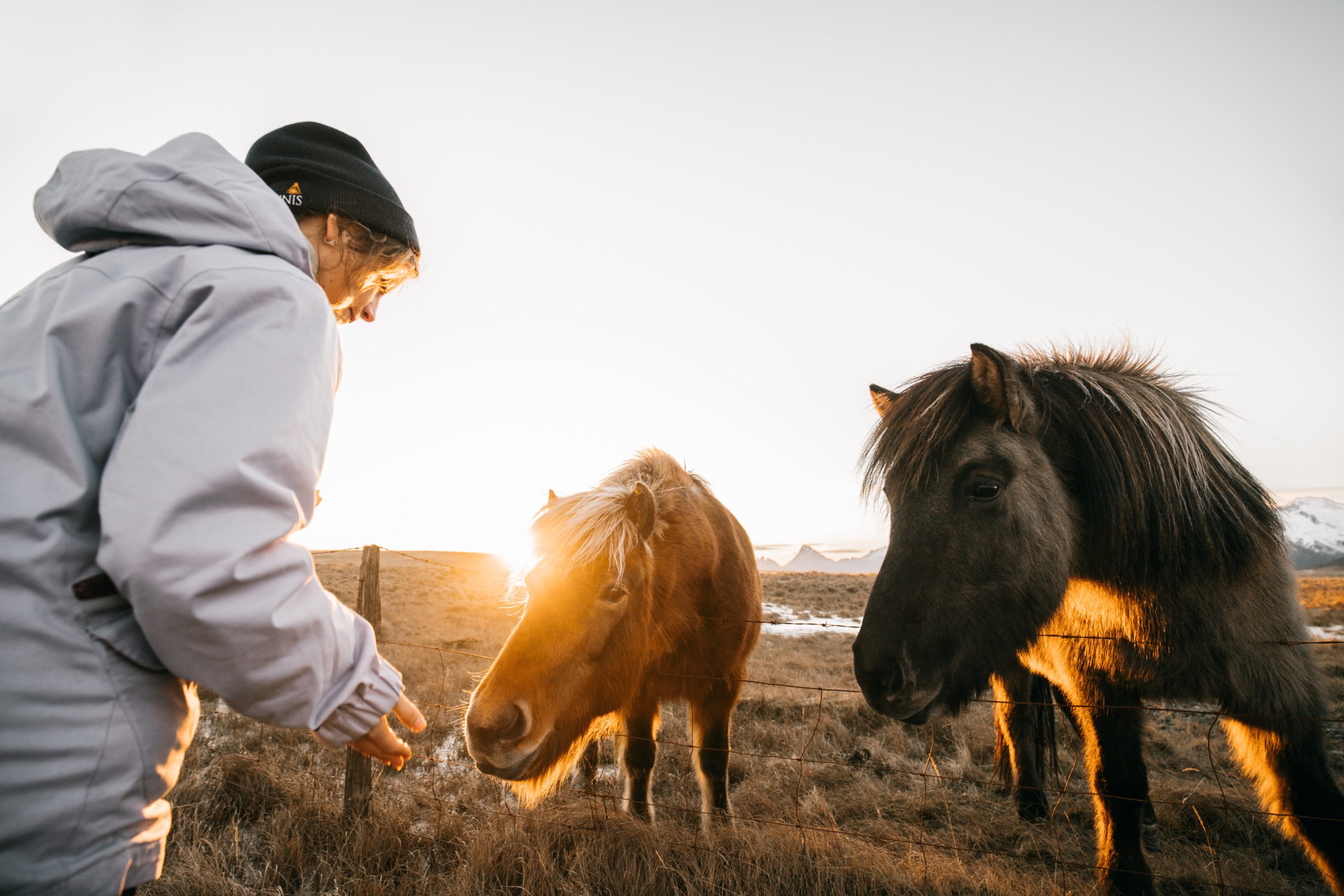 Horses in Iceland