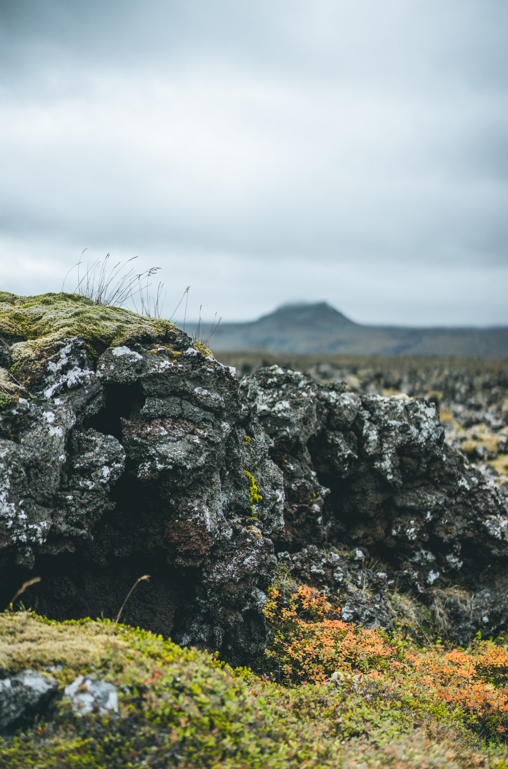 Moss covering volcanic rock