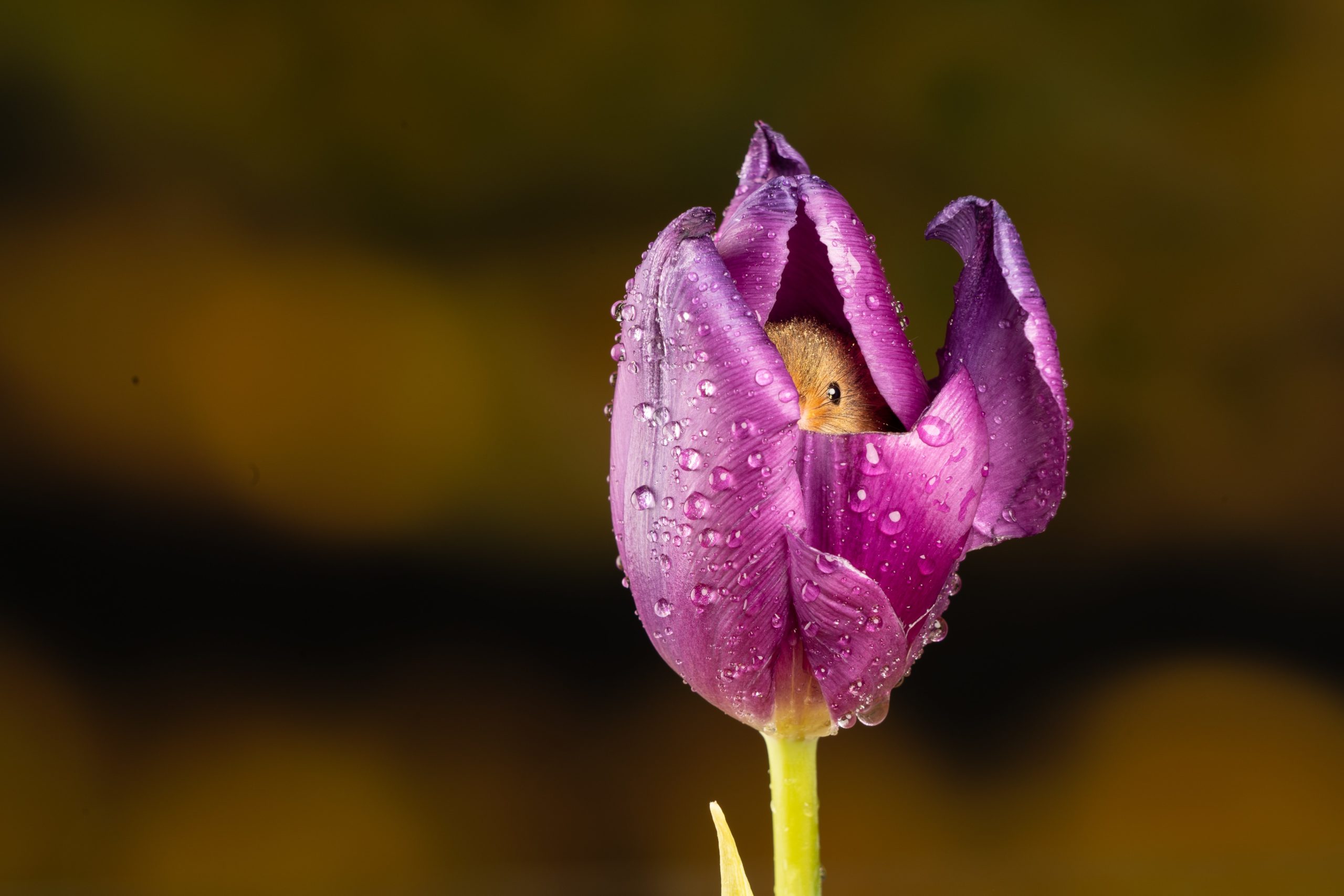 Mouse in a flower covered in dew