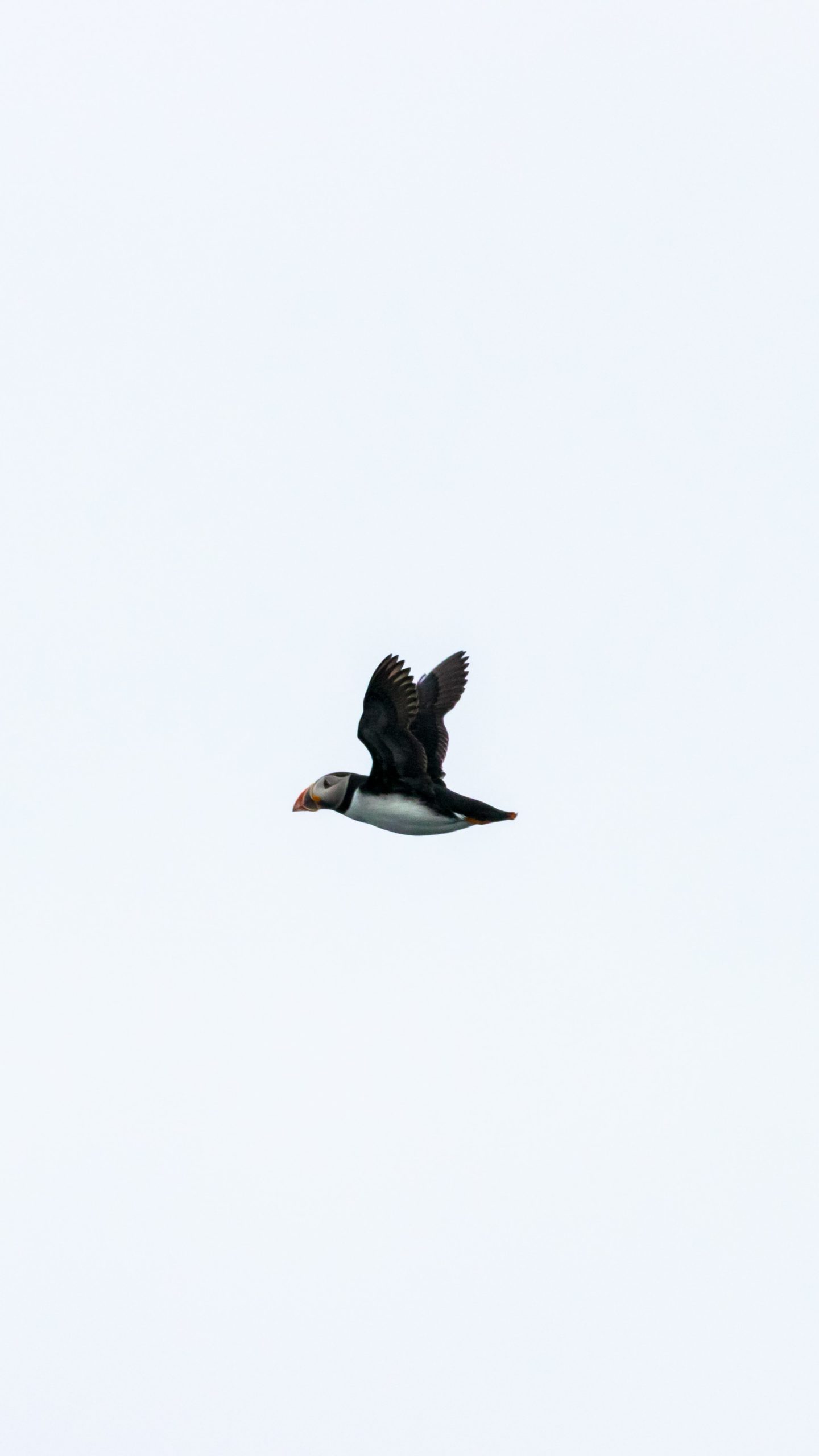 A portrait shot of a Puffin mid flight